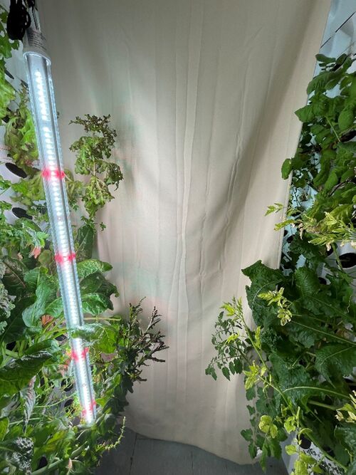 File:Rootslights.jpg