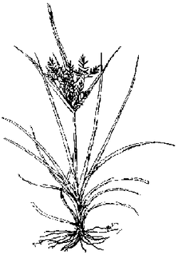250px-P179B.GIF