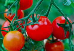 Tomatoes