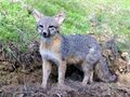 Gray Fox Urocyon cinereoargenteus