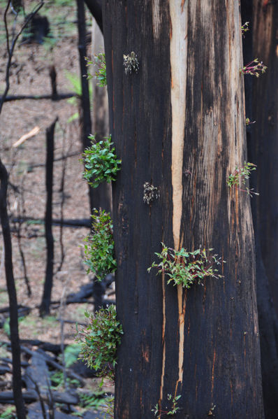 File:2009 Victorian bushfire Acheron Way DSC 0319.jpg