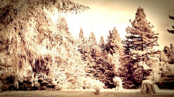 File:SequoiaSemperviren Mclaughlin.jpeg