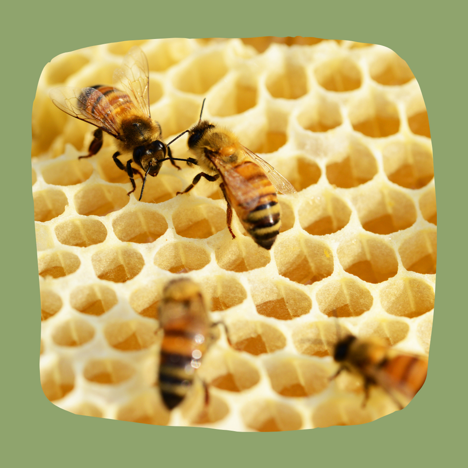 Bienen
