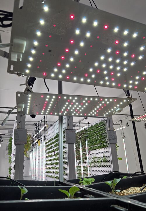 File:Quan lights.jpg