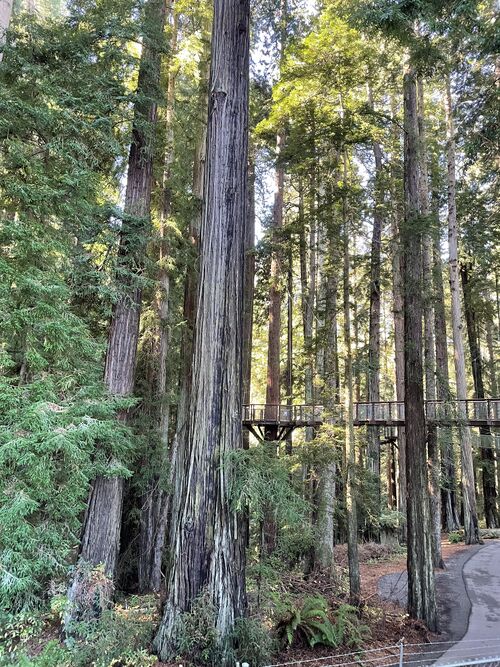 File:Trees.in.Humboldt.01.jpg