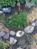 Tarragon