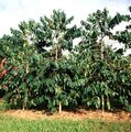 Coffee trees (Hawaii)