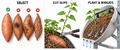 Thumbnail for version as of 17:05, 15 September 2026