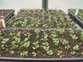Veggie starts