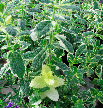 330px-Applemint1.png