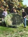 Fig 13: Parabolic cooker completely woven with pampas grass