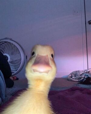 Duckstaring.jpg