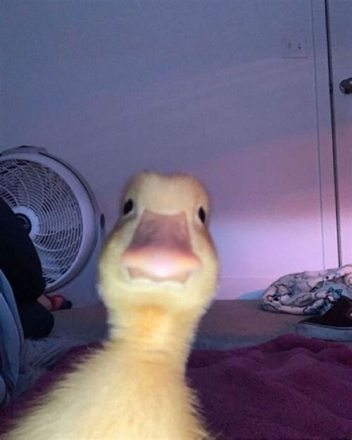 File:Duckstaring.jpg