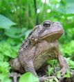 American Toad Bufo americanus