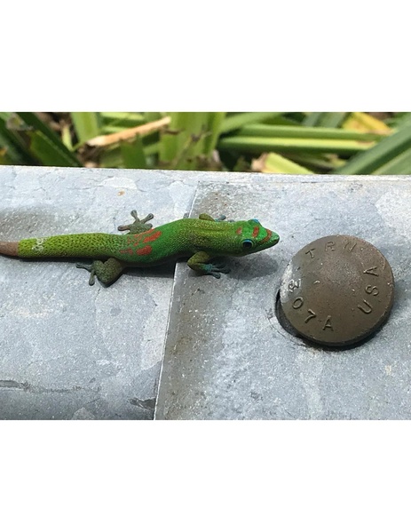 File:JCG13Gecko.pdf