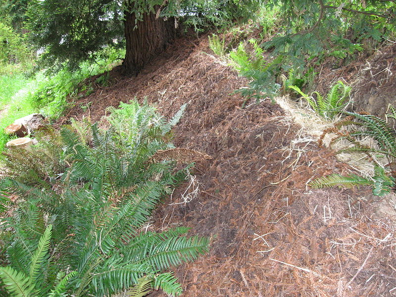 File:Remediation hillside trench1.JPG