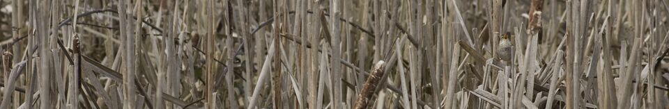 File:Treatment Marsh plants.jpg
