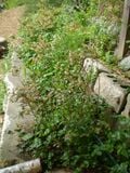 Fig. 10:The Blueberry bushes with the hose running behind them. The hose was laid down, then holes were strategically drilled in it so that water would drip out only at the base of the berry bushes.