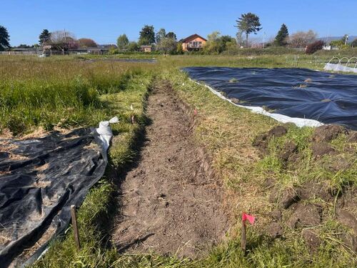 After our fourth day of digging, we had a 4 foot by 50 foot by 6 inch hole