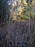 South eastern wetland from trail.