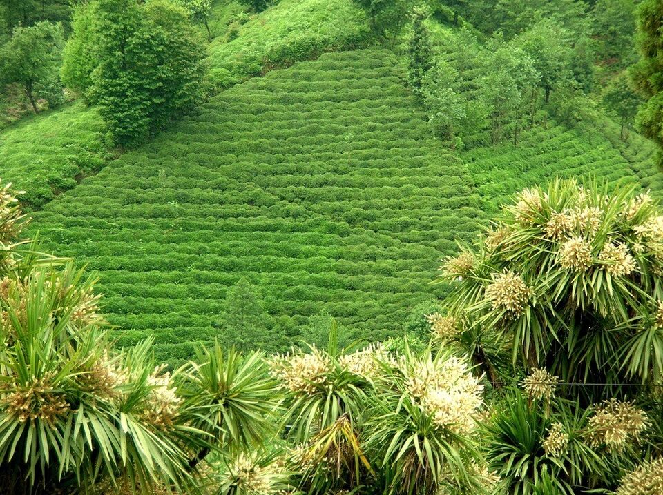 File:RizeTeaFarms.jpg