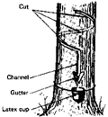 Thumbnail for version as of 01:27, 6 January 2007