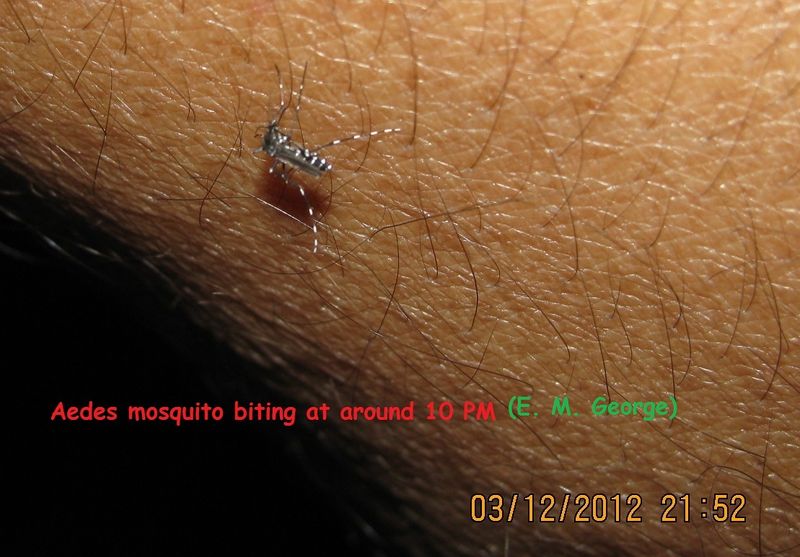 File:Aedes mosquitoes bite during night time.JPG