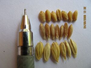 Common wheat and long wheat comparison 050.jpg