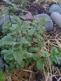 Pineapple Mint