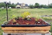 Bayside Park Farm living roof garden roof to Bayside's new animal hutch