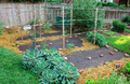 Tomato stakes