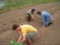 Transplanting cabbage out in the fields