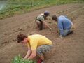 Transplanting cabbage out in the fields