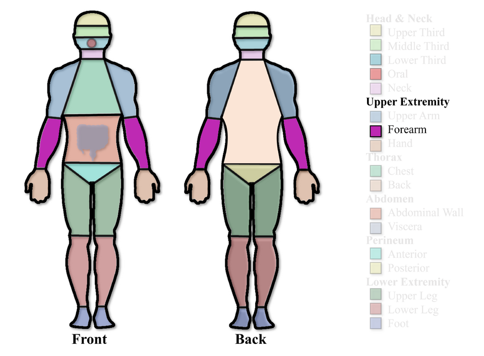 File:Forearm Region.png