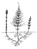 Thumbnail for version as of 01:23, 6 January 2007