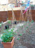 Row of tepee or tripod style with bamboo stakes