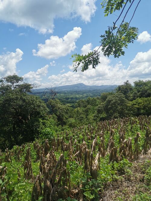 File:UN PULMÓN MÁS 7.jpg