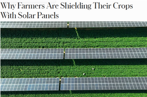 Why Farmers Are Shielding Their Crops With Solar Panels * Por que Agricultores Estão Usando Painéis Solares para Aumentar a Produção no Campo