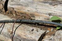 Figure 6: The lateral lines branch off the main water line and are designed to deliver water to individual plants.[1]