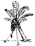 Thumbnail for version as of 01:24, 6 January 2007