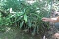 Soapberry tree sapling at Chirapa Manta