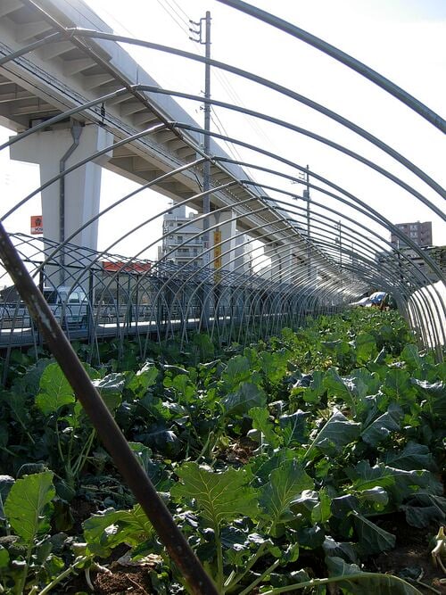 File:Urban Agriculture.jpeg