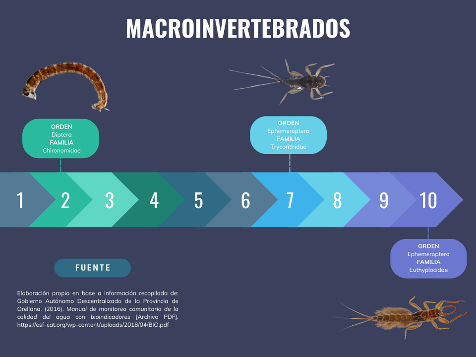 File:Infografía Macroinvertebrados.png