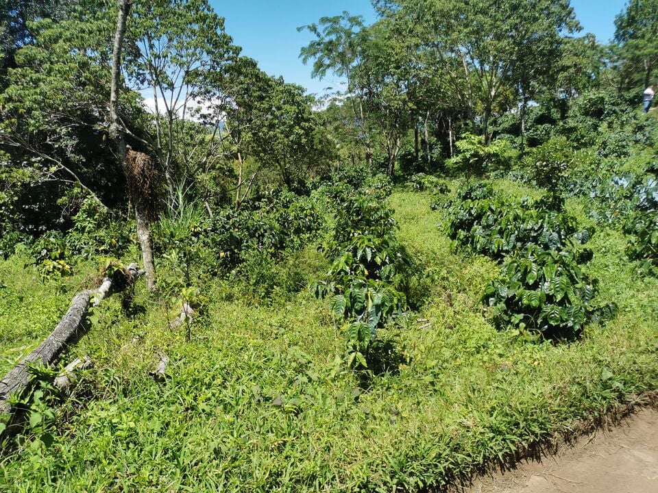 File:LA MONTAÑONA 8.jpg