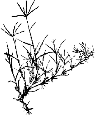 330px-P179C.GIF