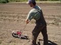 Drilling peas into the soil