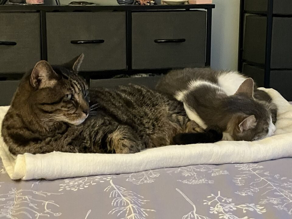 File:Rubymaytwocats.jpg