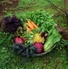 Vegetable-gardening.jpg