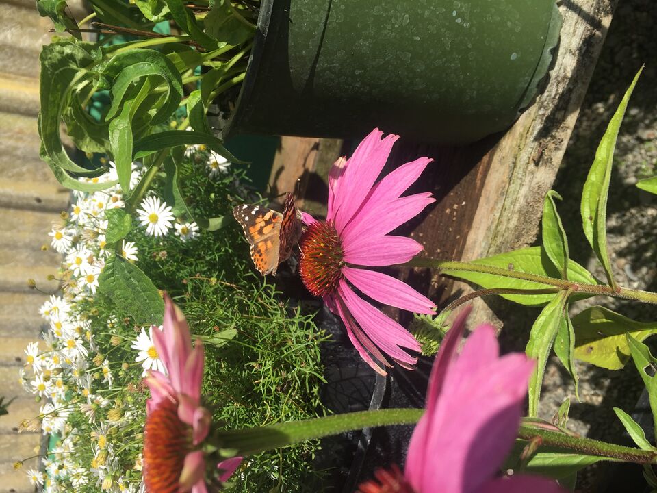 File:Butteronpinkflower.jpeg