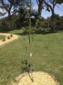Figure-5: Frost Peach Tree Planter.